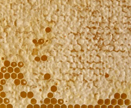 apiculture: cadre de miel